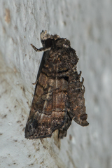 Chlumetia transversa