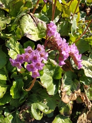 Bergenia