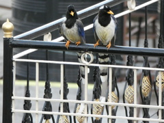 Urocissa flavirostris