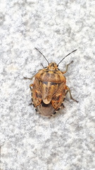Holcogaster fibulata