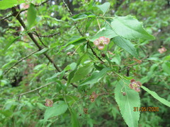 Euonymus verrucosus