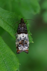 Notocelia trimaculana