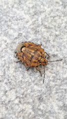 Holcogaster fibulata