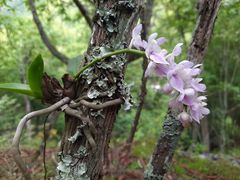 Aerides rosea
