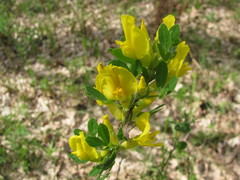 Chamaecytisus