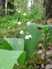 Convallaria majalis