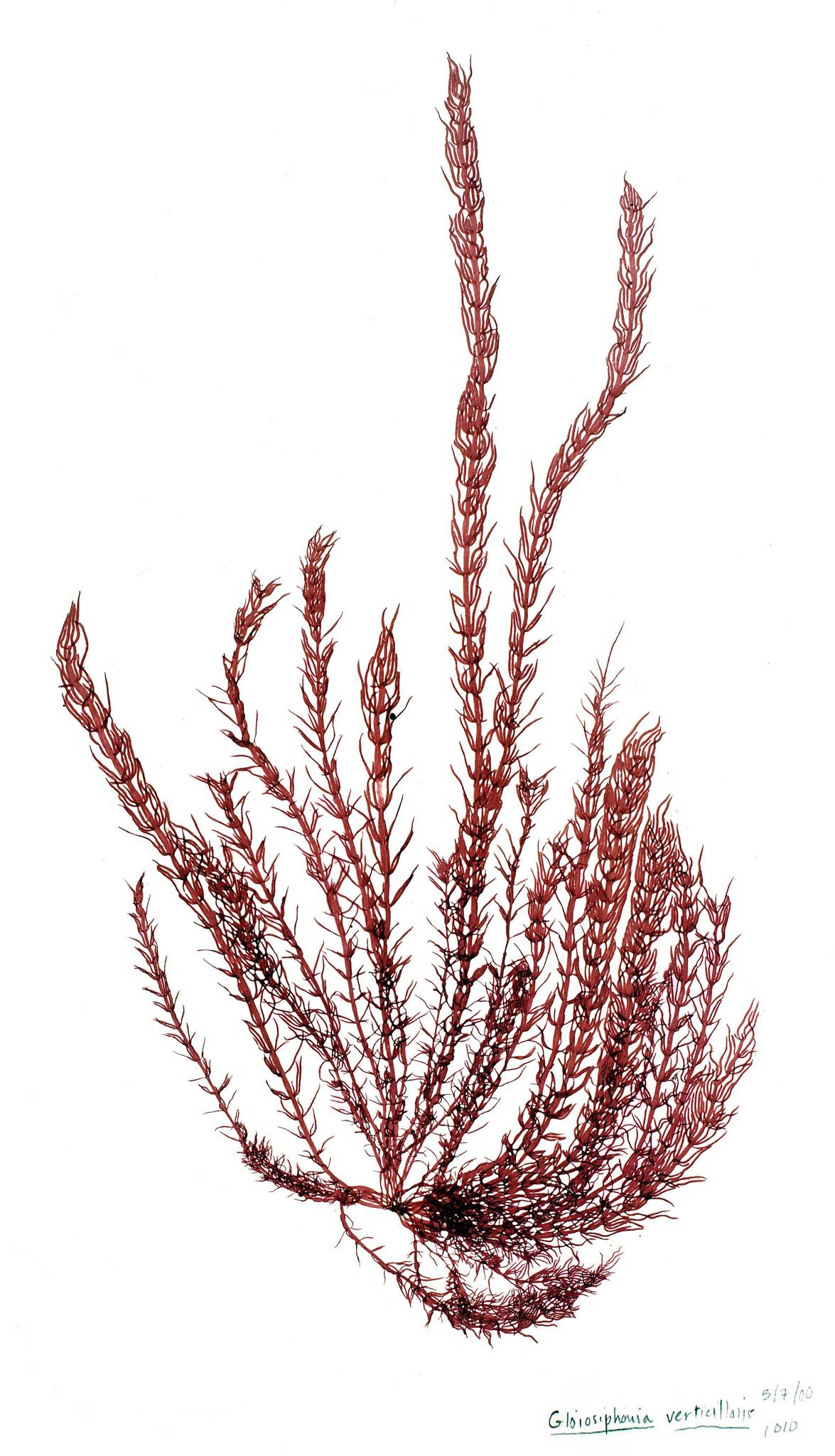 Gloiosiphoniaceae