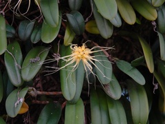 Bulbophyllum vaginatum