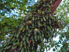 Bulbophyllum vaginatum
