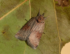 Nycteola asiatica