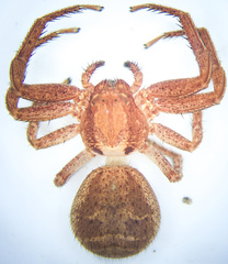 Xysticus emertoni