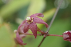 Vincetoxicum oshimae