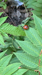 Harmonia axyridis
