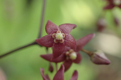 Vincetoxicum oshimae