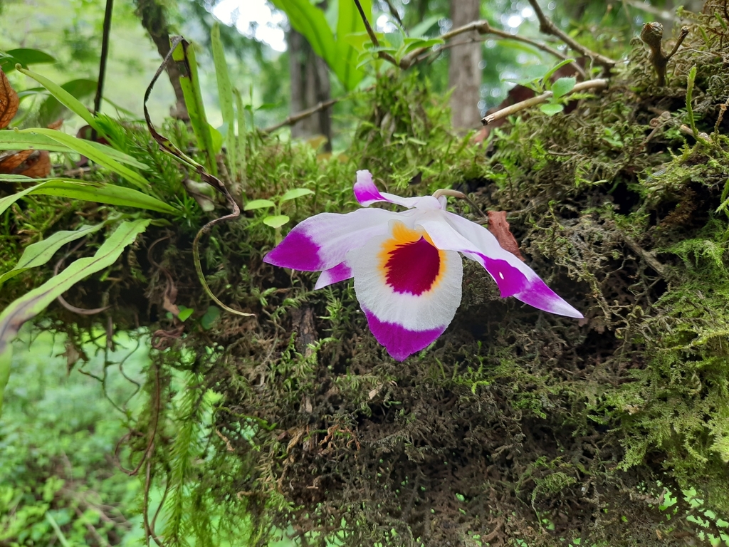 Orquídeas Asiáticas de Tallo Suave (género Dendrobium) · NaturaLista  Colombia