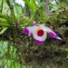 Dendrobium - Photo (c) Phuentsho, osa oikeuksista pidätetään (CC BY-NC), uploaded by Phuentsho