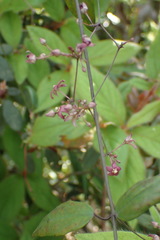 Vincetoxicum oshimae