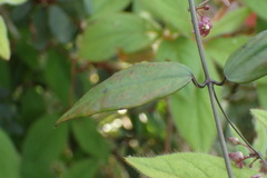 Vincetoxicum oshimae