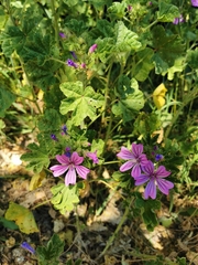 Malva sylvestris