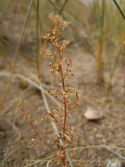 Teloxys aristata
