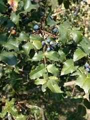 Berberis moranensis