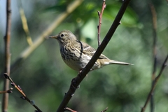 Anthus pratensis