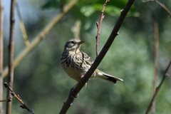 Anthus pratensis