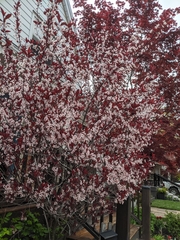Prunus cistena