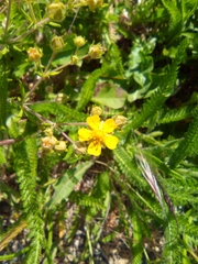 Potentilla intermedia