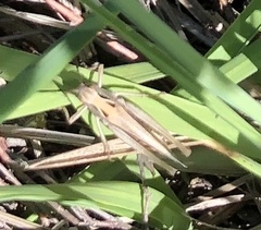 Omocestus
