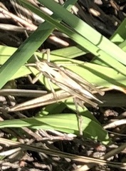 Omocestus