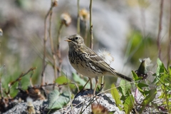 Anthus pratensis