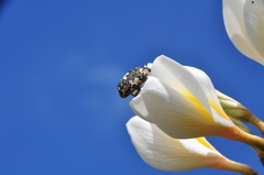 Protaetia aurichalcea