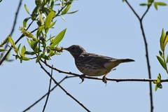 Anthus pratensis