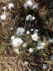 Eriophorum vaginatum