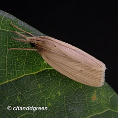 Chilo sacchariphagus