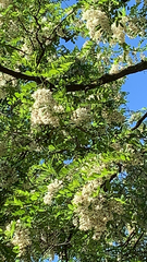 Robinia pseudoacacia