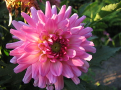 Dahlia cultorum