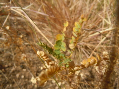 Caragana microphylla