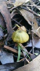 Entoloma rodwayi