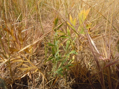 Saposhnikovia divaricata