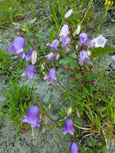 Campanula longistyla, photograph 3