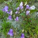 Campanula longistyla - Photo (c) Алена Ручка, some rights reserved (CC BY), uploaded by Алена Ручка