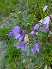Campanula longistyla, photograph (c) Алена Ручка, some rights reserved (CC BY)
