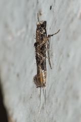 Conopomorpha