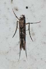 Conopomorpha