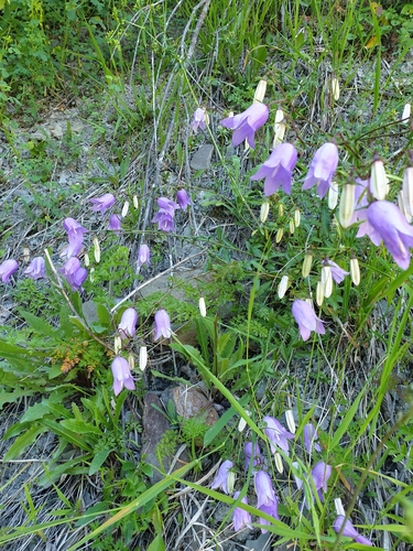 Campanula longistyla, photograph 5