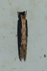 Pyloetis mimosae