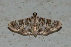 Chabula acamasalis