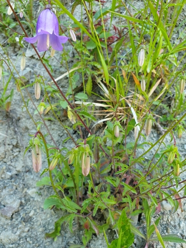 Campanula longistyla, photograph 6